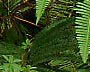 rainforest of Pahang, Malayisa