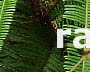 rainforest of Pahang, Malayisa