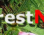 rainforest of Pahang, Malayisa