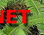 rainforest of Pahang, Malayisa