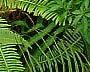 rainforest of Pahang, Malayisa