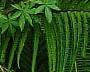rainforest of Pahang, Malayisa